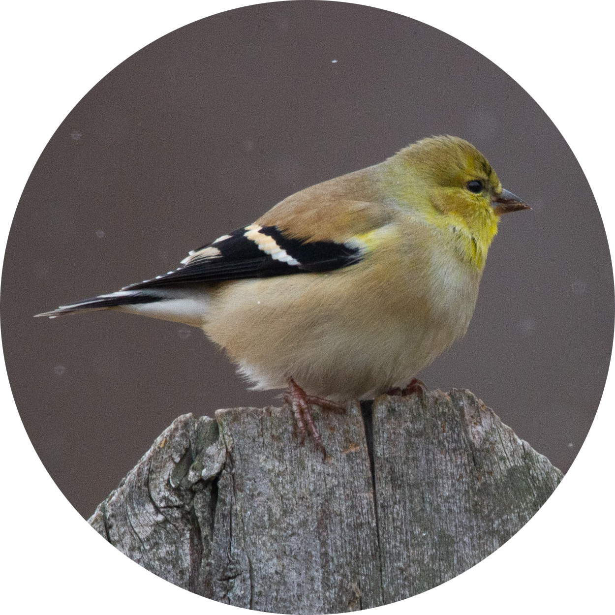 American Goldfinch in winter plumage perched on a wooden post — backyard bird attracted by peanut-free black oil sunflower seeds and sunflower chips