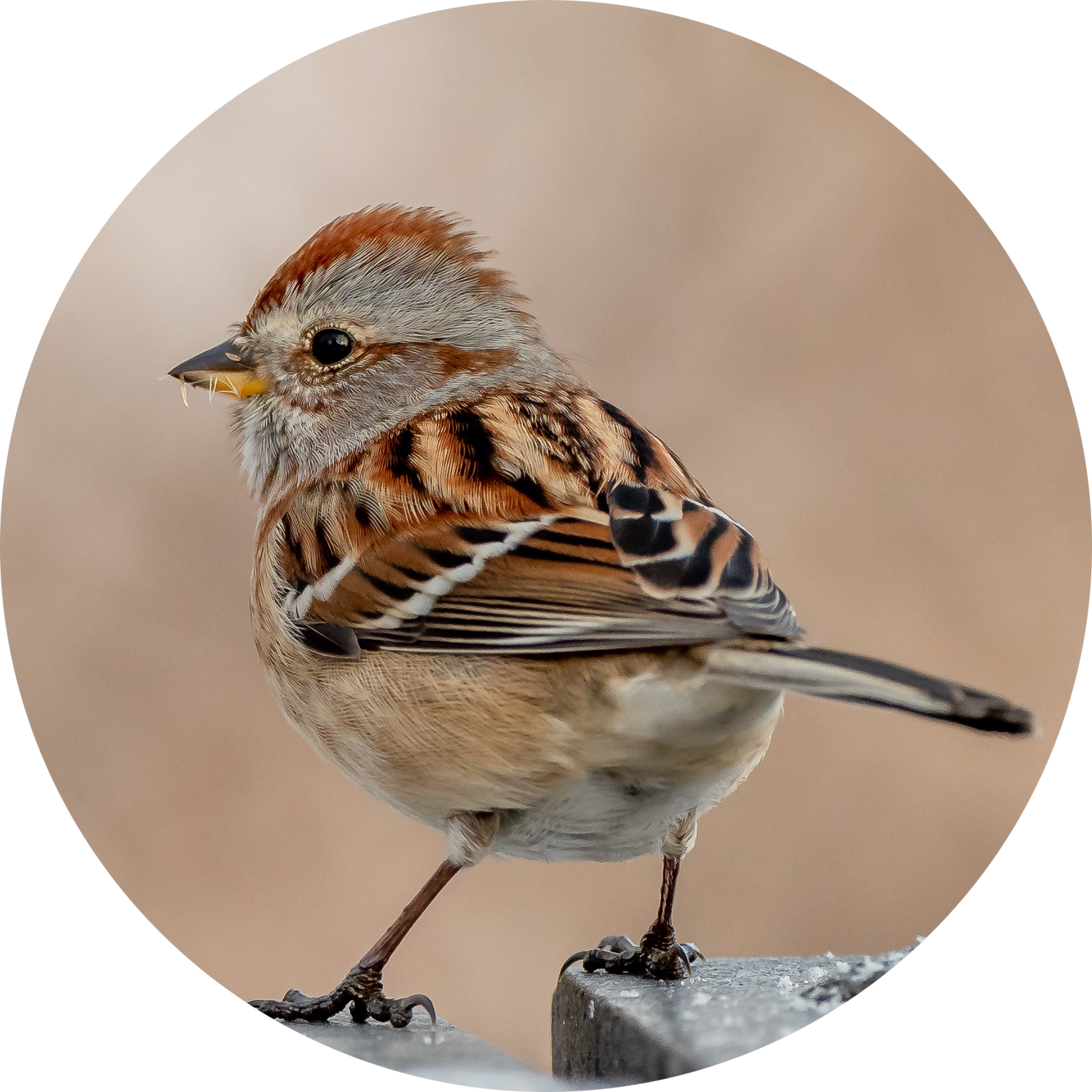 American Tree Sparrow perched on a seed head in winter — Arctic-breeding backyard visitor attracted by peanut-free white proso millet, black oil sunflower seeds and sunflower chips