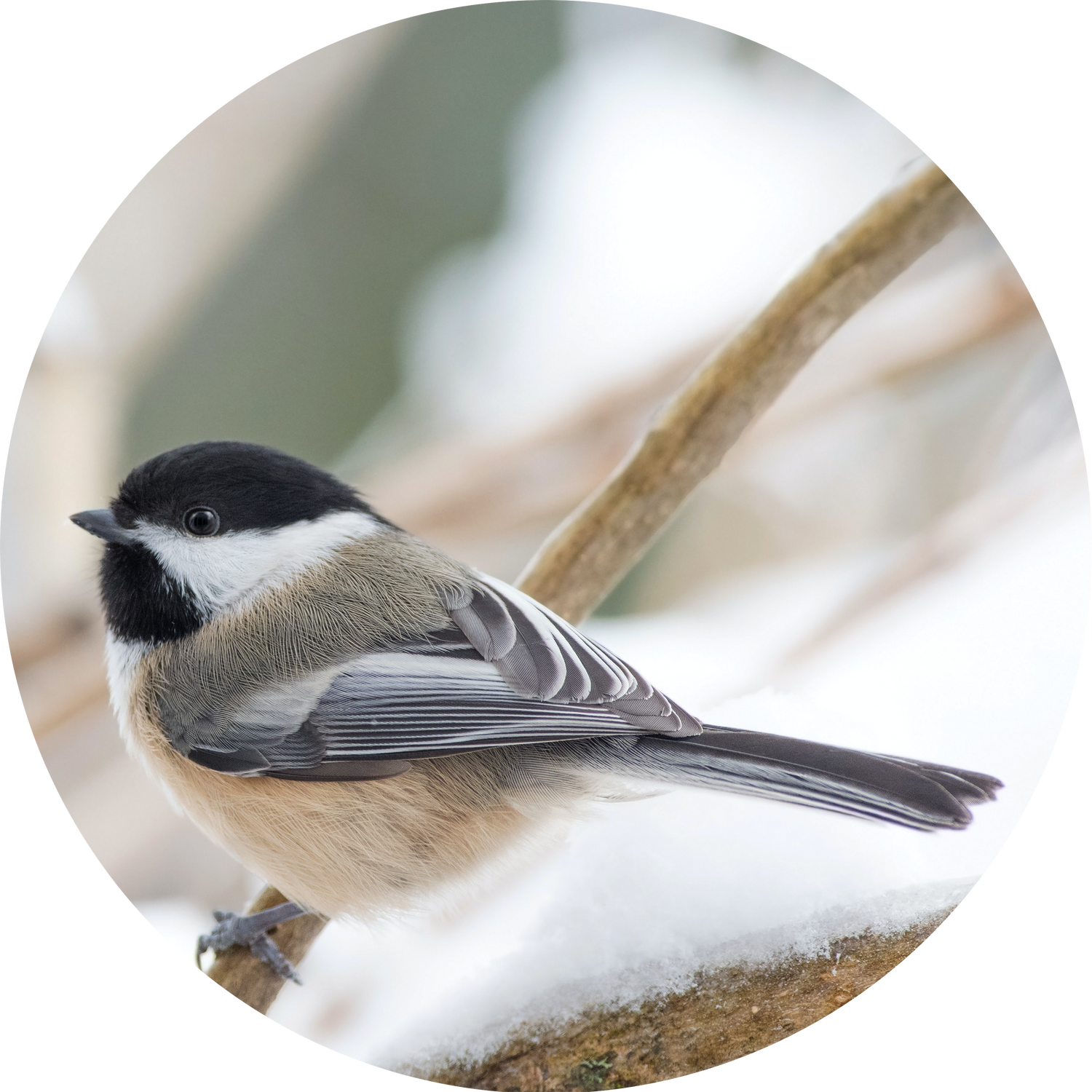 Black-capped Chickadee perched on a snowy branch — year-round backyard bird attracted by peanut-free black oil sunflower seeds and sunflower chips