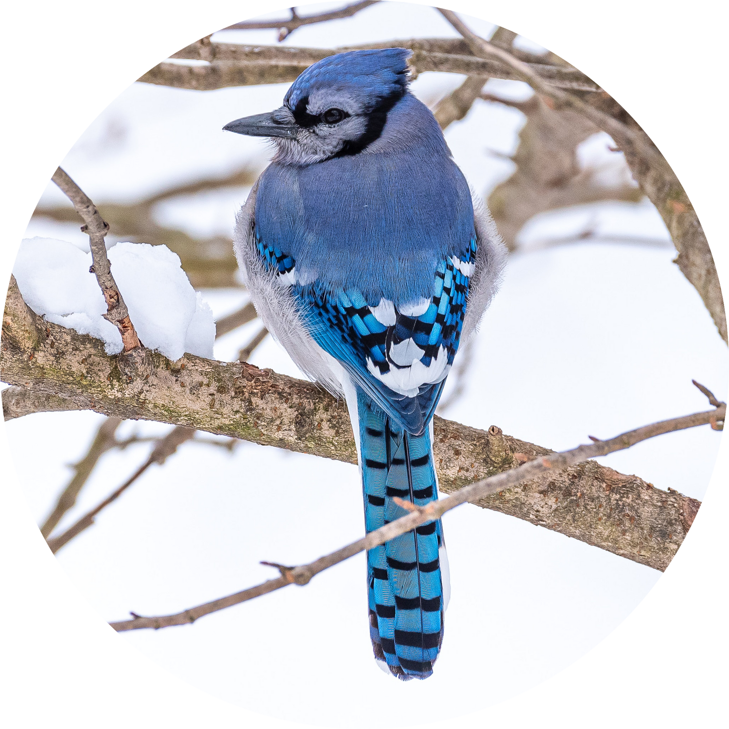 Blue Jay perched on a snow-covered branch in winter — backyard bird attracted by peanut-free black oil sunflower seeds and sunflower chips