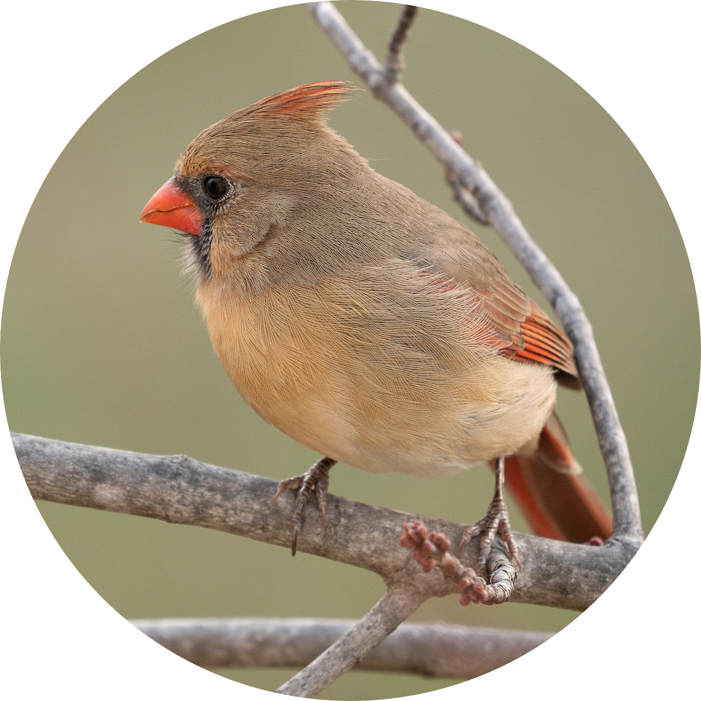Female Northern Cardinal perched on a branch in winter — year-round backyard bird attracted by peanut-free safflower and black oil sunflower seeds and sunflower chips