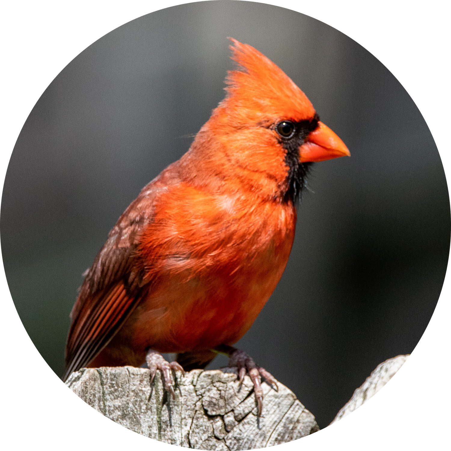 Male Northern Cardinal perched on a snowy branch — backyard bird attracted by peanut-free safflower and black oil sunflower seeds and sunflower chips