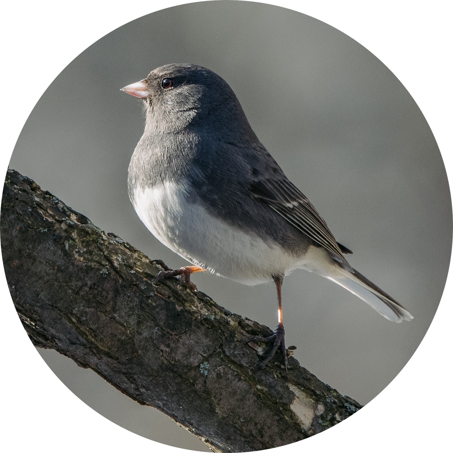 Dark-eyed Junco perched on a snow-covered branch — winter backyard bird attracted by peanut-free black oil sunflower seeds and sunflower chips and white proso millet