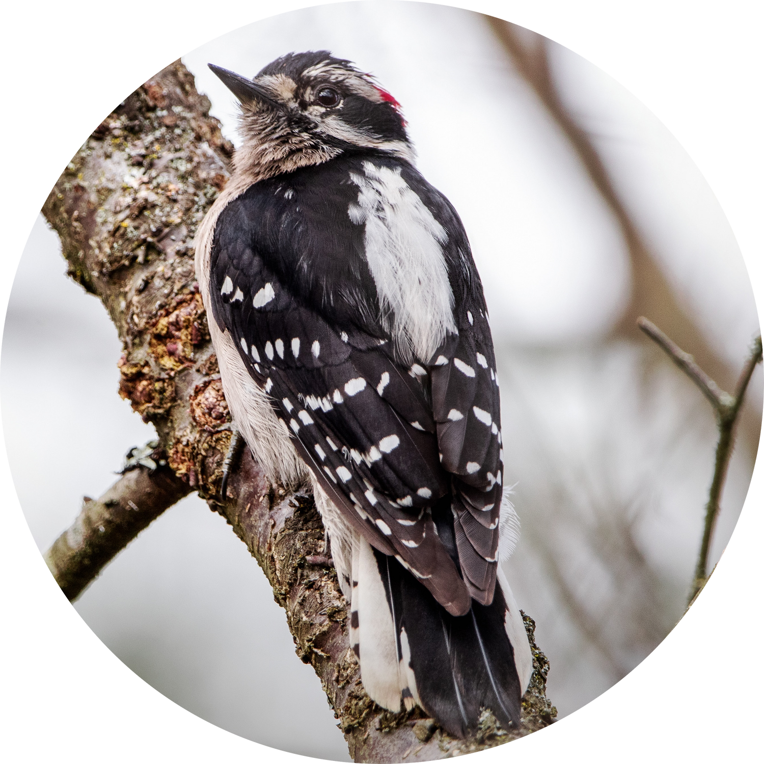 Downy Woodpecker clinging to a branch — year-round backyard bird attracted by peanut-free black oil sunflower seeds and sunflower chips and safflower seeds
