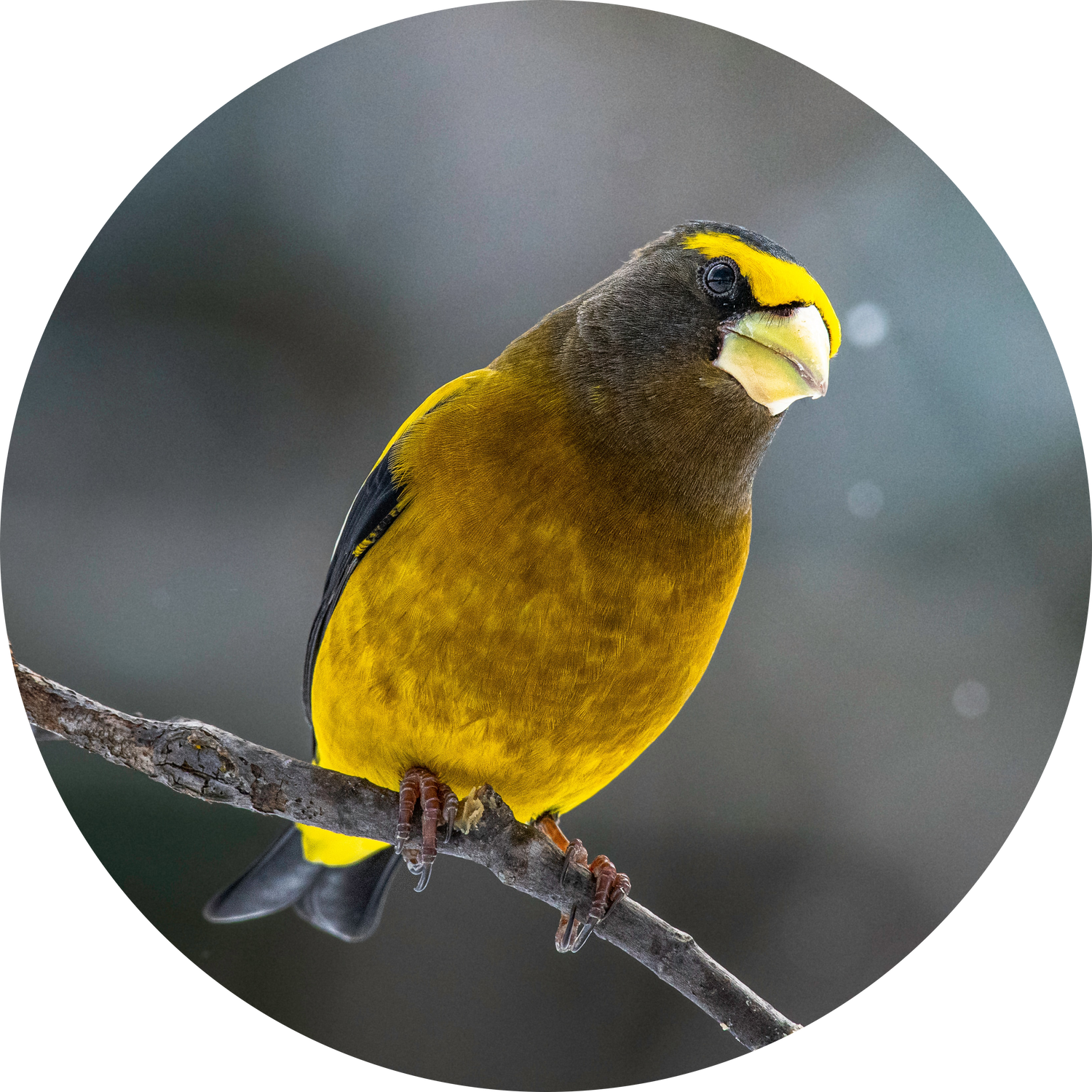 Evening Grosbeak male perched at a platform feeder in winter — irruptive backyard visitor from the north attracted by peanut-free black oil sunflower seeds and sunflower chips