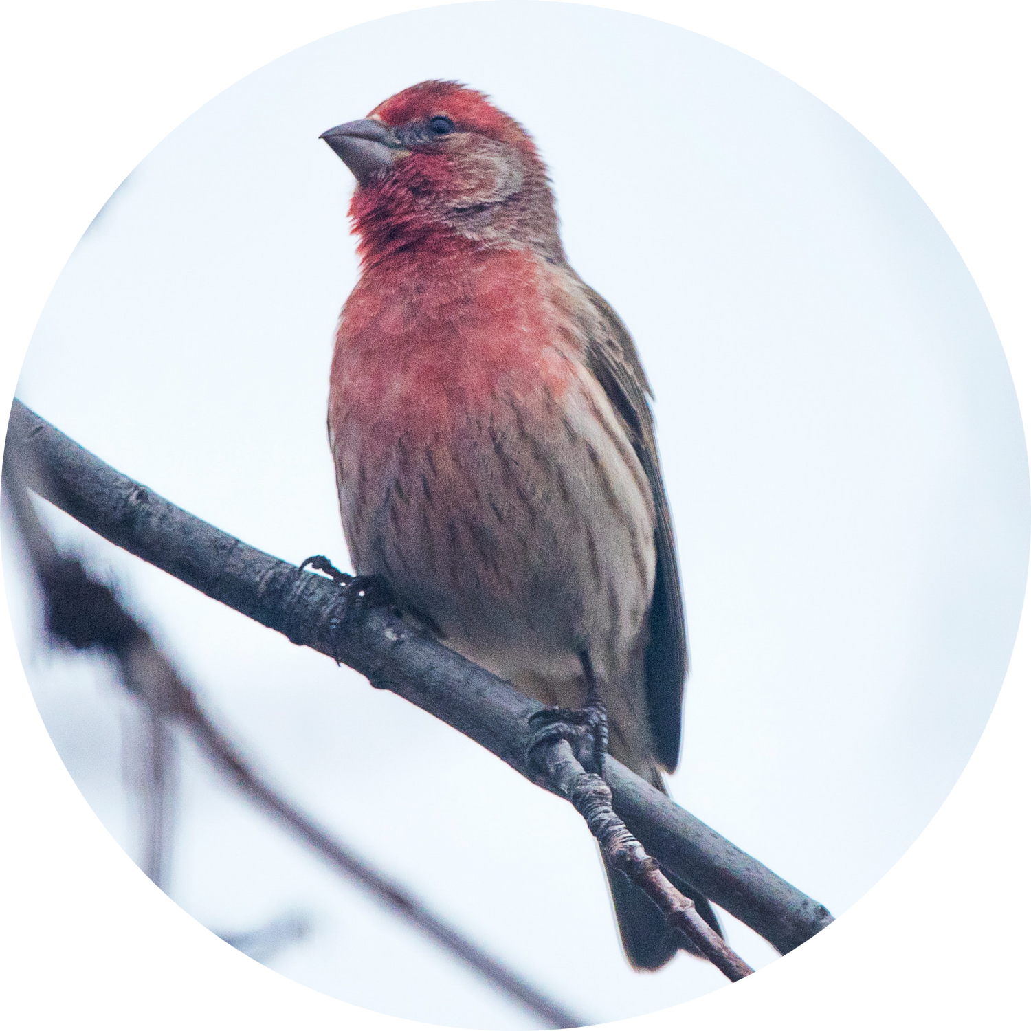 Male House Finch perched on a tube feeder — year-round backyard bird attracted by peanut-free black oil sunflower seeds and sunflower chips