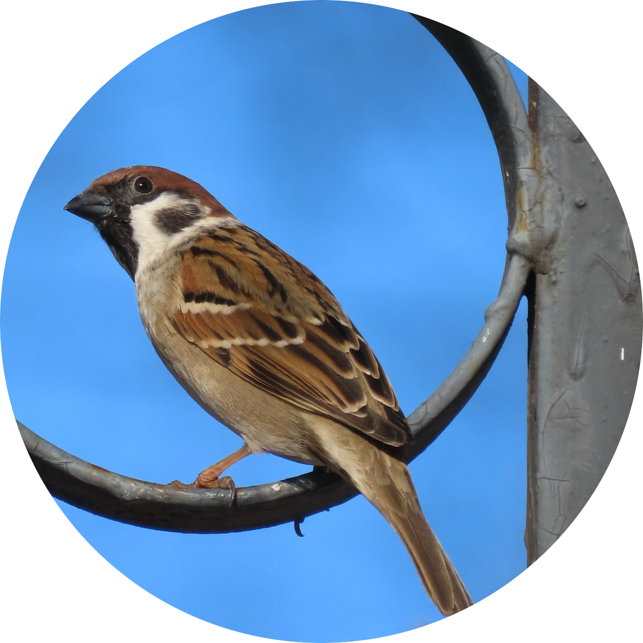 House Sparrow perched on a garden fence — year-round backyard bird attracted by peanut-free white proso millet and sunflower seeds
