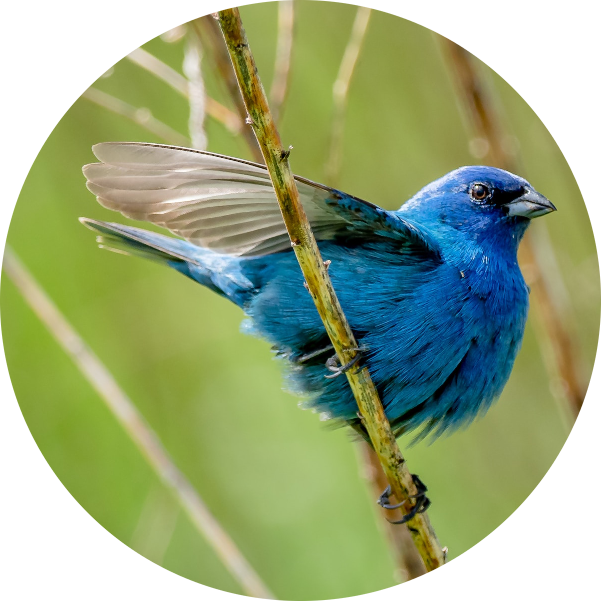 Male Indigo Bunting in breeding plumage perched on a branch — migratory backyard visitor attracted by peanut-free black oil sunflower seeds and sunflower chips and white proso millet