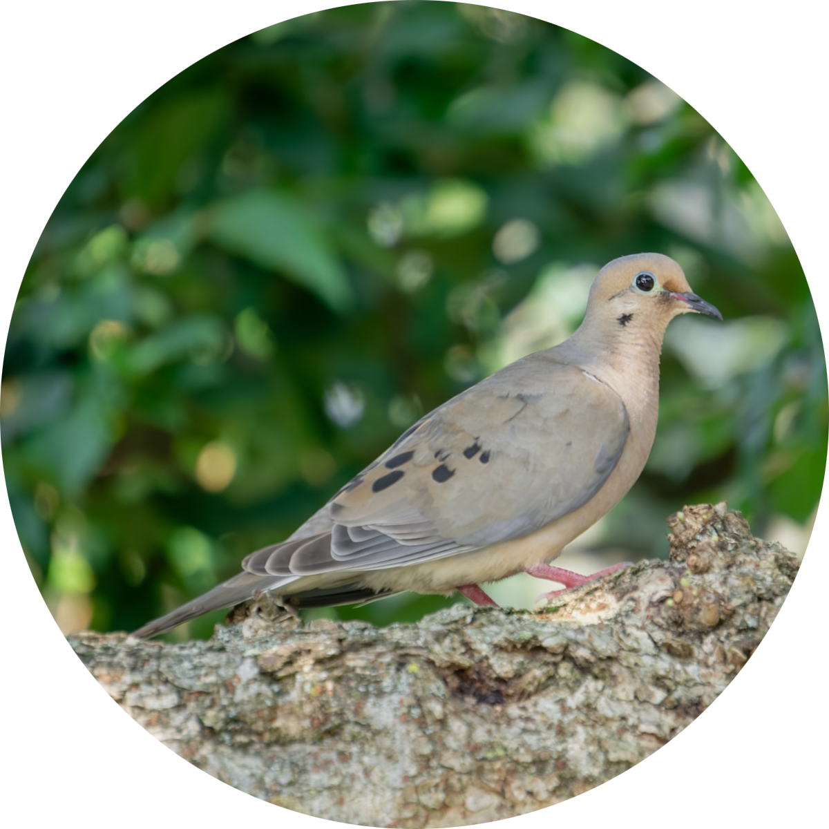 Mourning Dove perched on a stone ledge — ground-feeding backyard bird attracted by peanut-free safflower and black oil sunflower seeds and sunflower chips and white proso millet