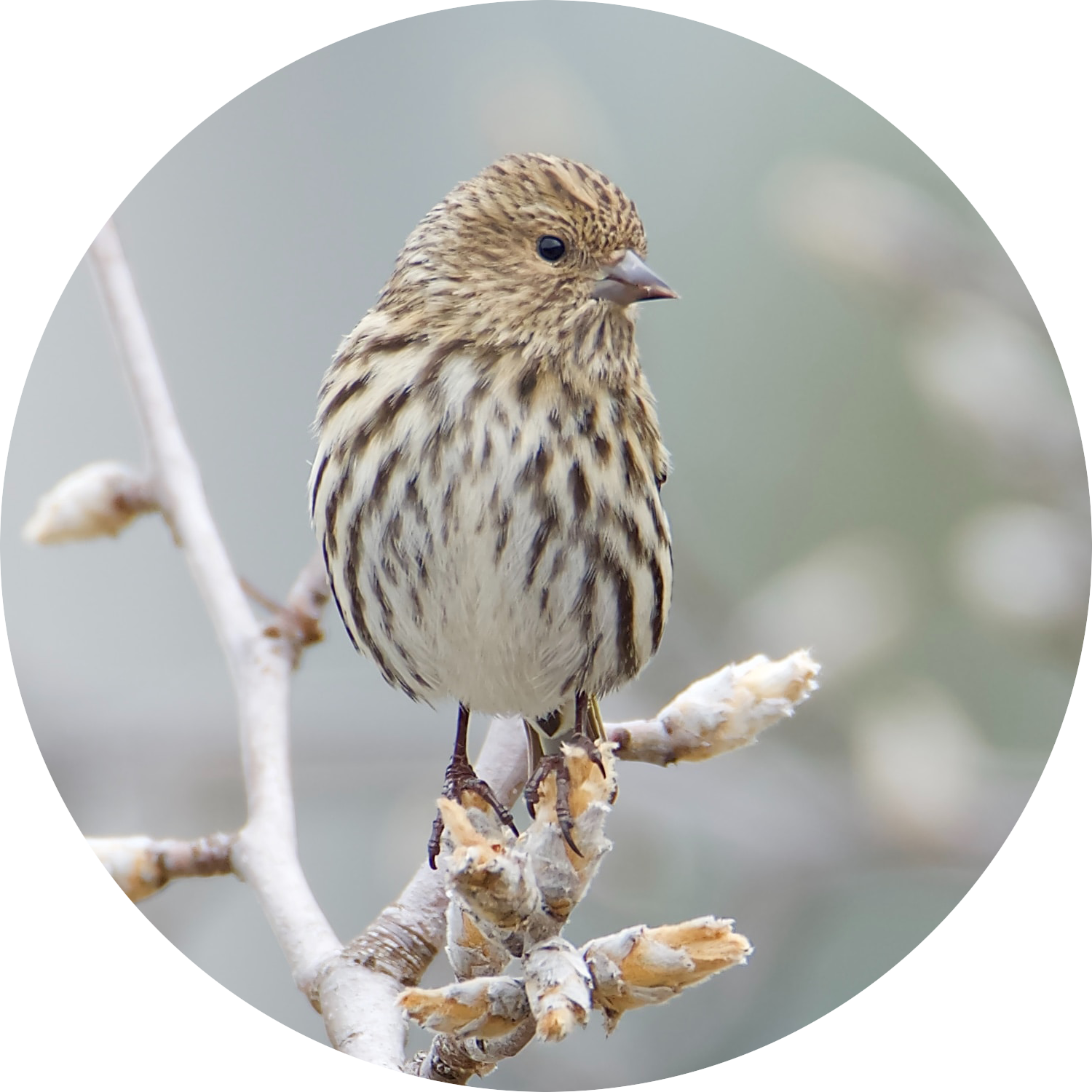 Pine Siskin perched on a conifer branch showing yellow wing markings — irruptive backyard visitor attracted by peanut-free black oil sunflower seeds and sunflower chips