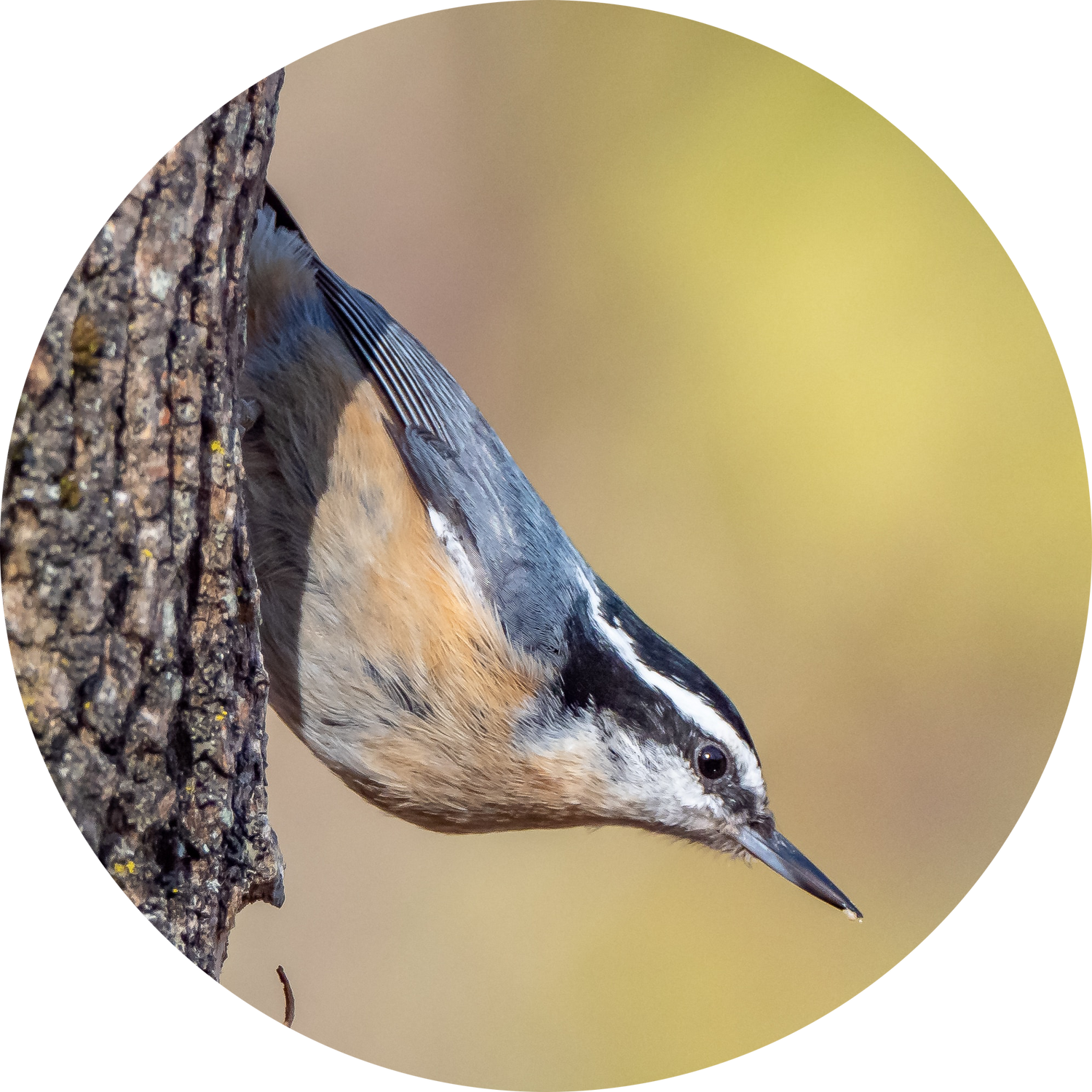Red-breasted Nuthatch clinging to a conifer branch — winter backyard bird attracted by peanut-free black oil sunflower seeds and sunflower chips and safflower seeds