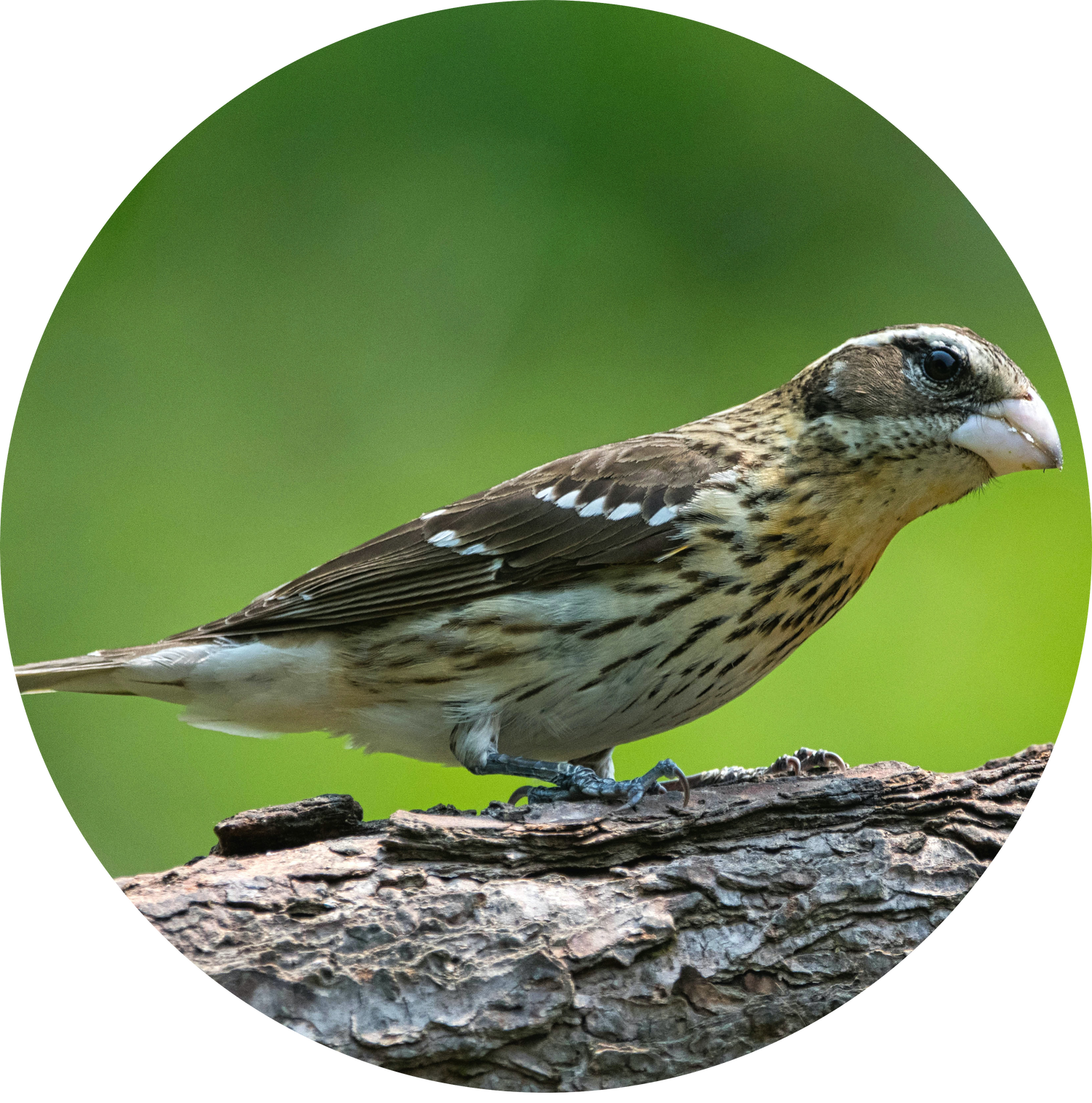 Female Rose-breasted Grosbeak perched on a branch during spring migration — backyard visitor attracted by peanut-free black oil sunflower seeds and sunflower chips