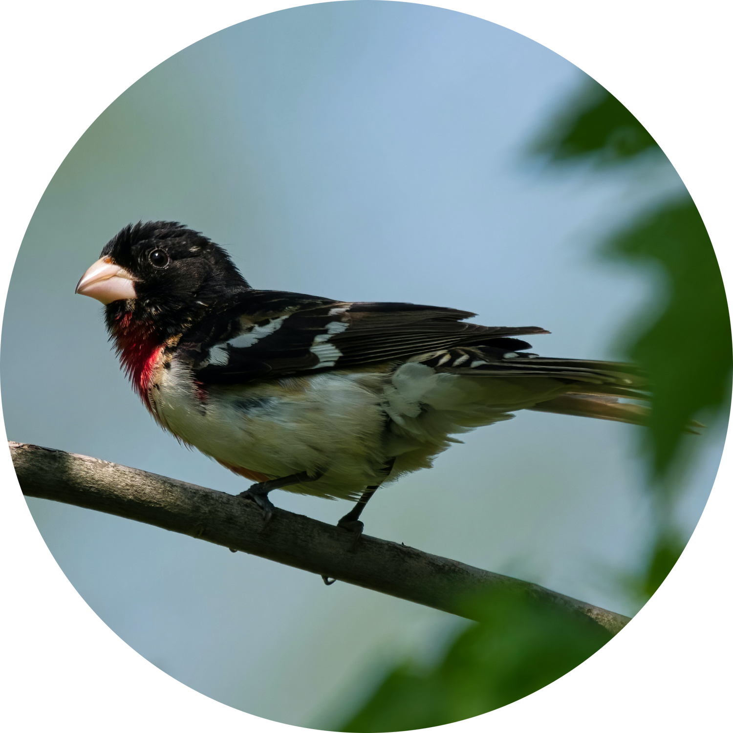 Male Rose-breasted Grosbeak in breeding plumage at a platform feeder during spring migration — backyard visitor attracted by peanut-free black oil sunflower seeds and sunflower chips