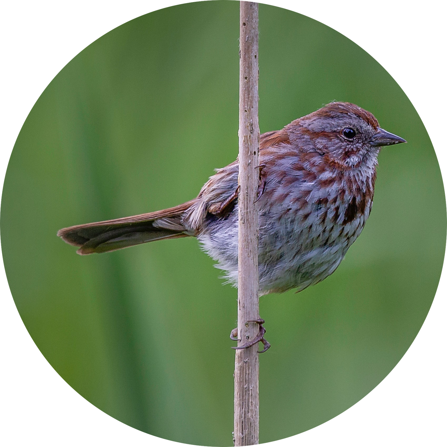 Song Sparrow perched on a reed stem — year-round backyard bird attracted by peanut-free white proso millet and black oil sunflower seeds and sunflower chips