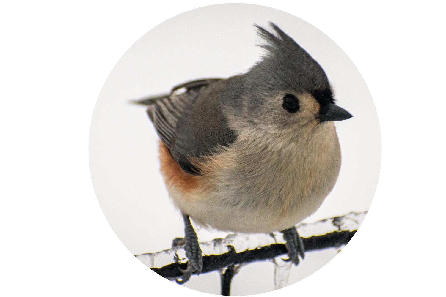 Tufted Titmouse perched on a snow-covered branch — year-round eastern backyard bird attracted by peanut-free black oil sunflower seeds and sunflower chips