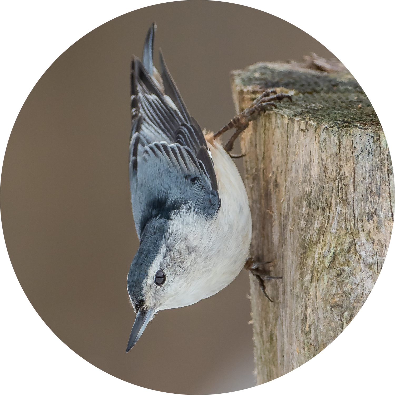 White-breasted Nuthatch descending a tree trunk headfirst — year-round backyard bird attracted by peanut-free black oil sunflower seeds and sunflower chips and safflower seeds